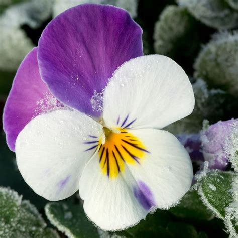 winterpanty|How and When to Plant Winter Pansies